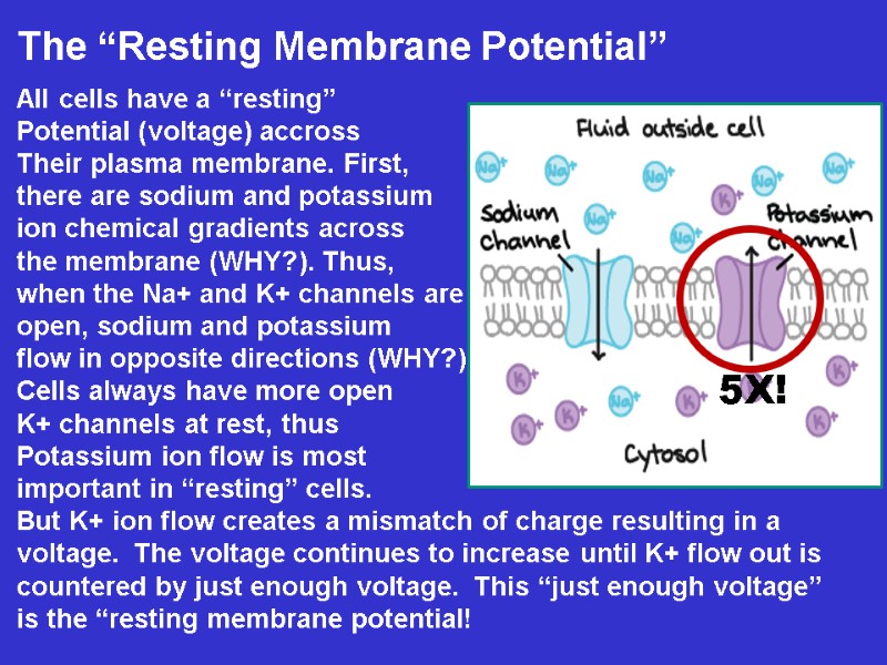 The “Resting Membrane Potential”  All cells have a “resting” Potential (voltage) accross Their